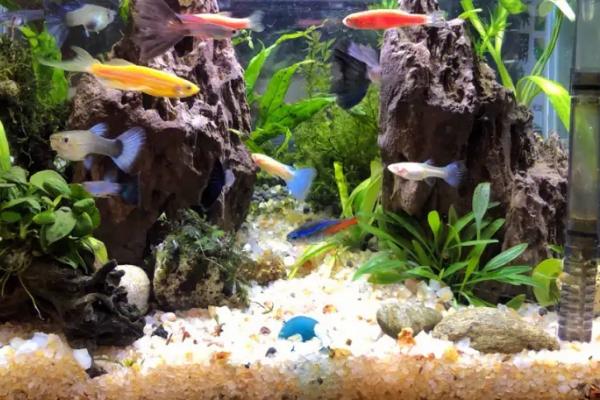 新开缸是否要添加硝化细菌,开缸注水后经过1周左右就要添加