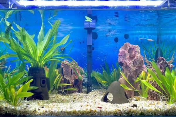 新开缸是否要添加硝化细菌,开缸注水后经过1周左右就要添加