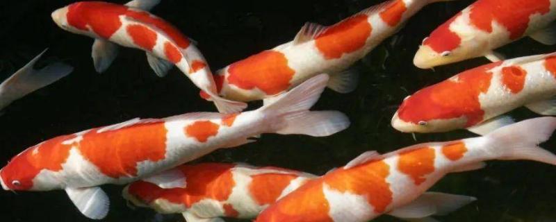 如何才能让锦鲤快速生长