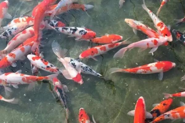 如何才能让锦鲤快速生长,需保持适宜水温、每天可投喂2次