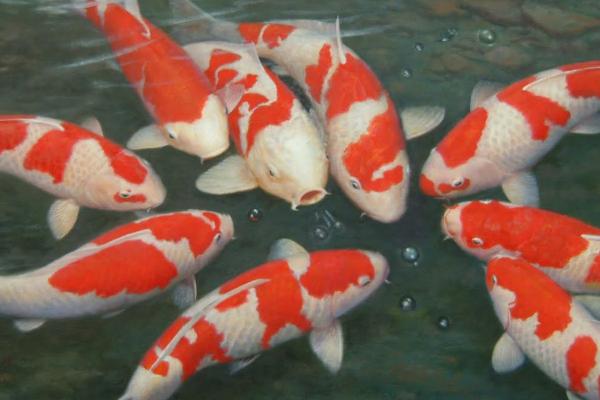 如何才能让锦鲤快速生长,需保持适宜水温、每天可投喂2次