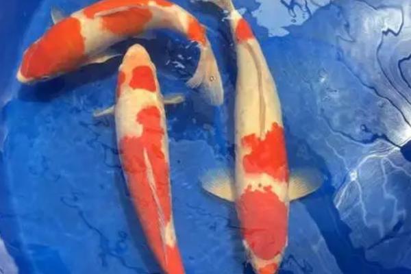 如何才能让锦鲤快速生长,需保持适宜水温、每天可投喂2次