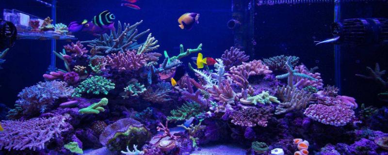 海水缸不用过滤棉的原因