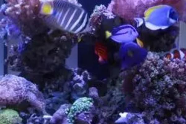 海水缸不用过滤棉的原因,添加过滤棉会增加硝酸盐的含量