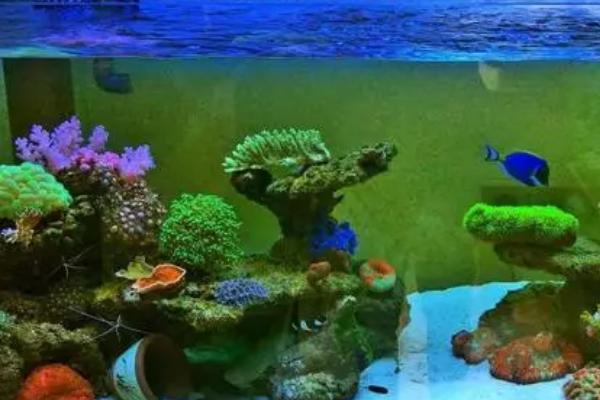 海水缸不用过滤棉的原因,添加过滤棉会增加硝酸盐的含量