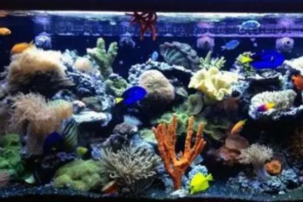 海水缸不用过滤棉的原因,添加过滤棉会增加硝酸盐的含量