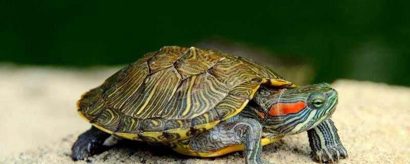 巴西红耳龟喜欢水吗