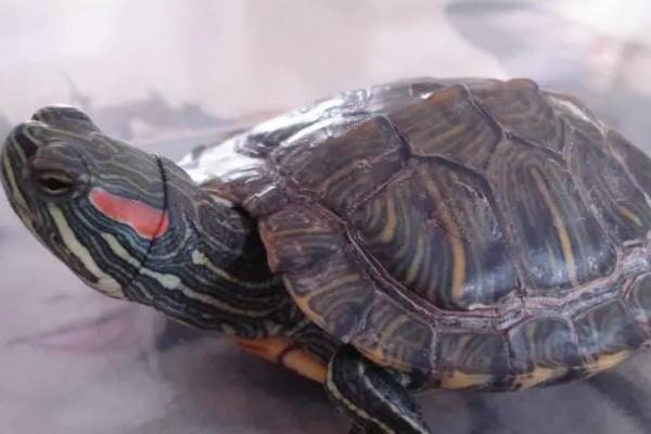 巴西红耳龟喜欢水吗,是水龟大部分时间都要泡在水里