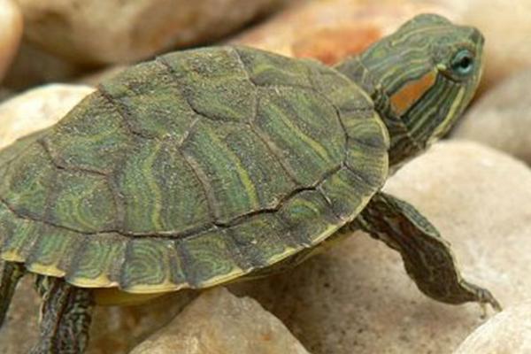 巴西红耳龟喜欢水吗,是水龟大部分时间都要泡在水里