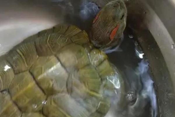 巴西红耳龟喜欢水吗,是水龟大部分时间都要泡在水里