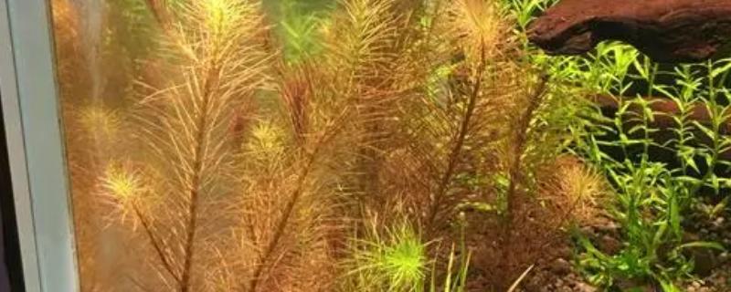 怎么培养红松尾水草