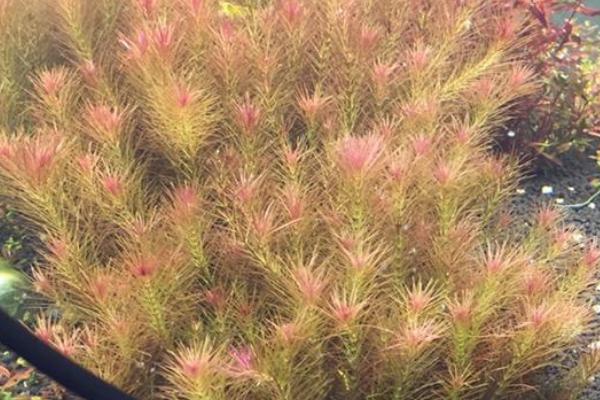 怎么培养红松尾水草,每天至少要提供6小时的自然光照