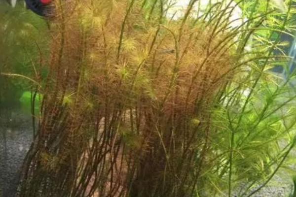 怎么培养红松尾水草,每天至少要提供6小时的自然光照