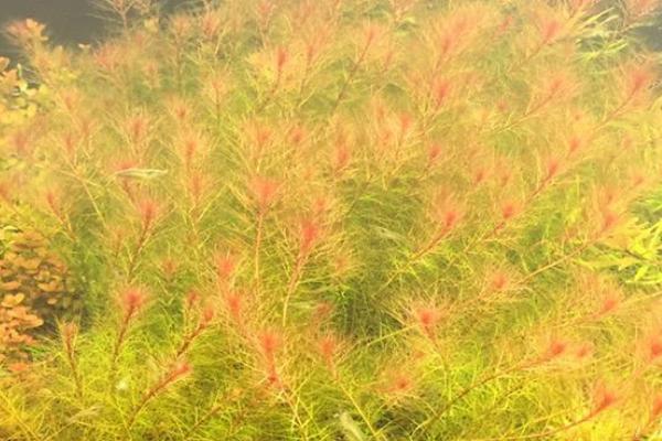 怎么培养红松尾水草,每天至少要提供6小时的自然光照