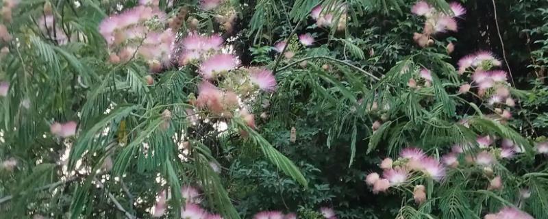 榕花树开出的花有何作用