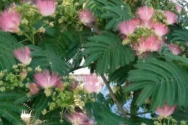 榕花树开出的花有何作用,主要用来观赏、入药