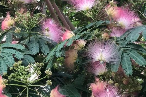 榕花树开出的花有何作用,主要用来观赏、入药