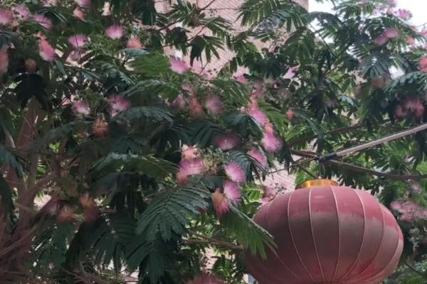 榕花树开出的花有何作用,主要用来观赏、入药