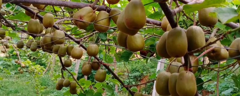 一棵猕猴桃树能不能结果