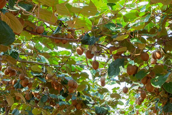 一棵猕猴桃树能不能结果,在没有授粉的情况下无法结果