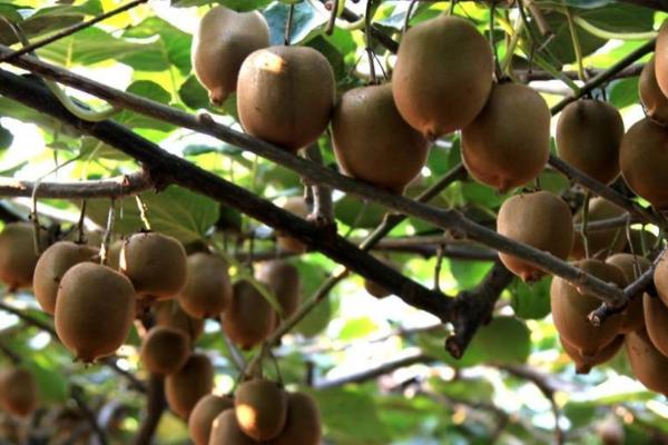 一棵猕猴桃树能不能结果,在没有授粉的情况下无法结果