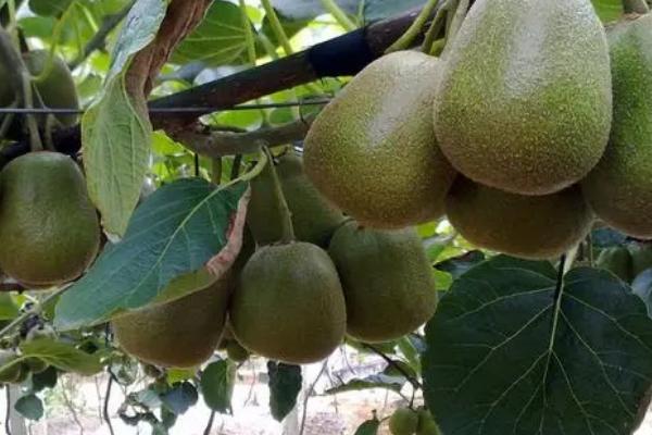 一棵猕猴桃树能不能结果,在没有授粉的情况下无法结果