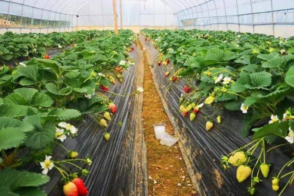 大棚草莓高产种植方法,从扣棚至显蕾期间、每隔10天左右追肥一次