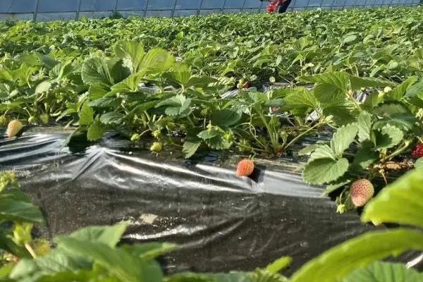 大棚草莓高产种植方法,从扣棚至显蕾期间、每隔10天左右追肥一次
