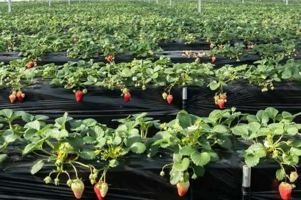 大棚草莓高产种植方法,从扣棚至显蕾期间、每隔10天左右追肥一次