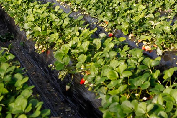 大棚草莓高产种植方法,从扣棚至显蕾期间、每隔10天左右追肥一次