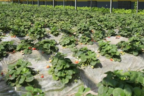 大棚草莓高产种植方法,从扣棚至显蕾期间、每隔10天左右追肥一次