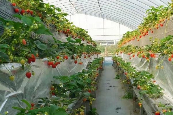 大棚草莓高产种植方法,从扣棚至显蕾期间、每隔10天左右追肥一次