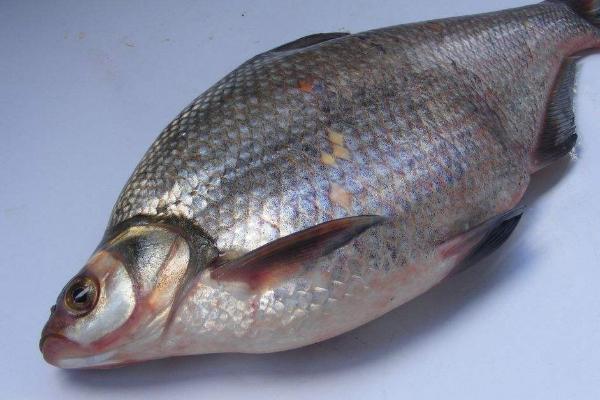 1.5子线能钓多大的鱼,能钓4-5斤左右的鱼