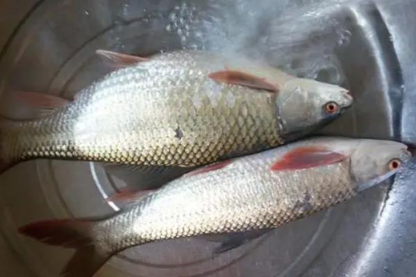 1.5子线能钓多大的鱼,能钓4-5斤左右的鱼