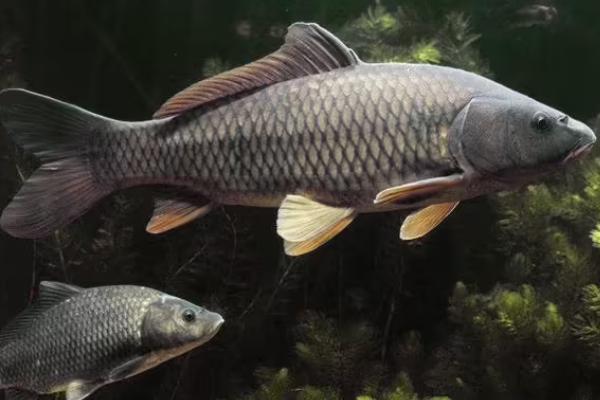 1.5子线能钓多大的鱼,能钓4-5斤左右的鱼