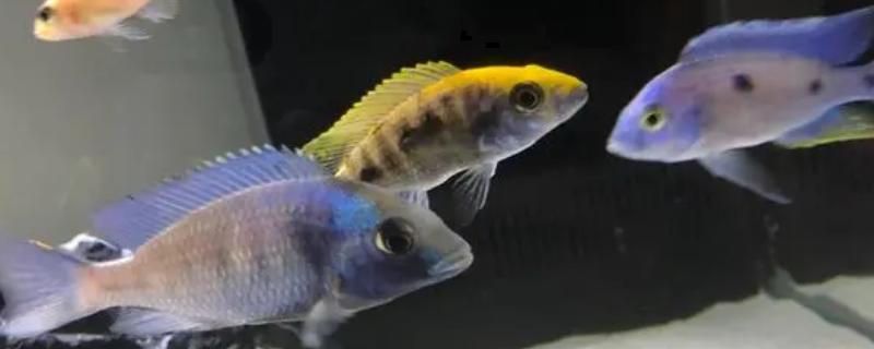 金头蓝翼珍珠虎鱼好不好养