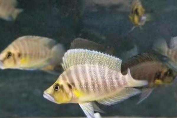 金头蓝翼珍珠虎鱼好不好养,容易饲养但不宜和小鱼混养