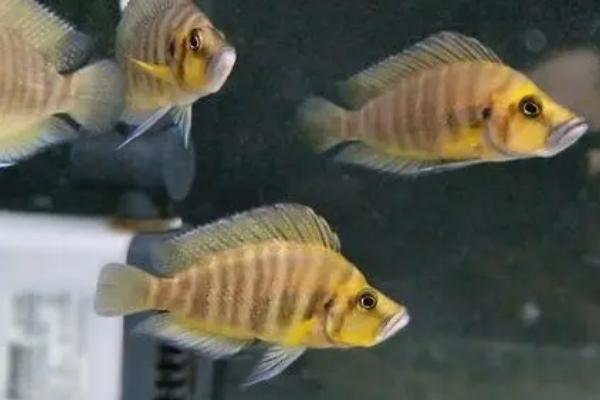 金头蓝翼珍珠虎鱼好不好养,容易饲养但不宜和小鱼混养