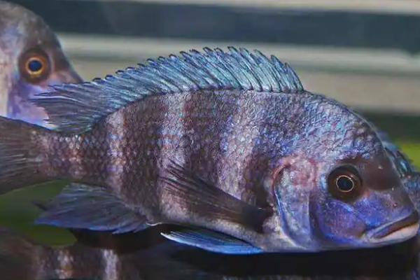 金头蓝翼珍珠虎鱼好不好养,容易饲养但不宜和小鱼混养