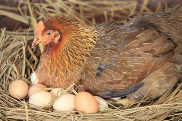 三年的母鸡还会不会产蛋,可以产蛋但数量较少