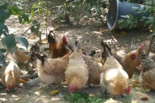 三年的母鸡还会不会产蛋,可以产蛋但数量较少