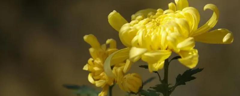 让菊花四季开花的方法