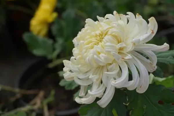 让菊花四季开花的方法,适当增温、给足光照可促使菊花开放