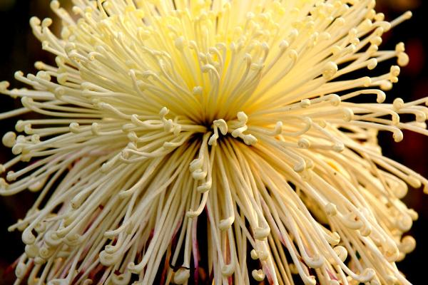 让菊花四季开花的方法,适当增温、给足光照可促使菊花开放