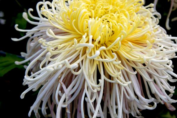 让菊花四季开花的方法,适当增温、给足光照可促使菊花开放