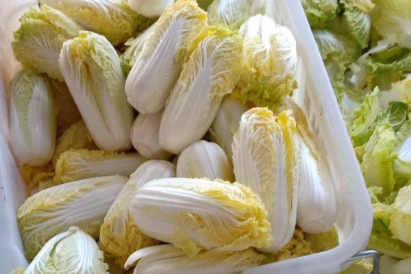 娃娃菜能保存多久,常温下可以保存三天左右