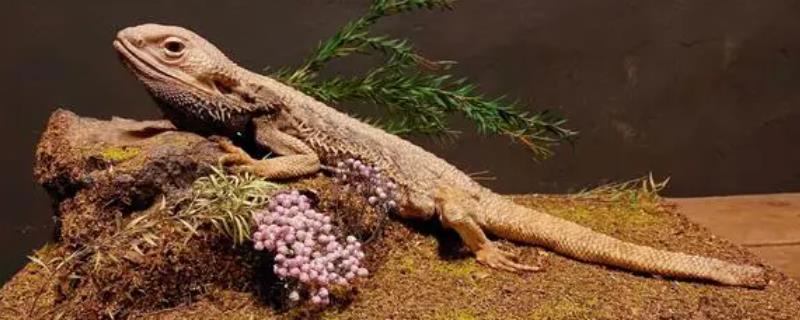 蜥蜴生活在什么地方