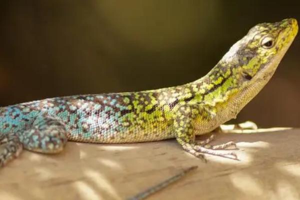 蜥蜴生活在什么地方,不同品种生活在不同的地方