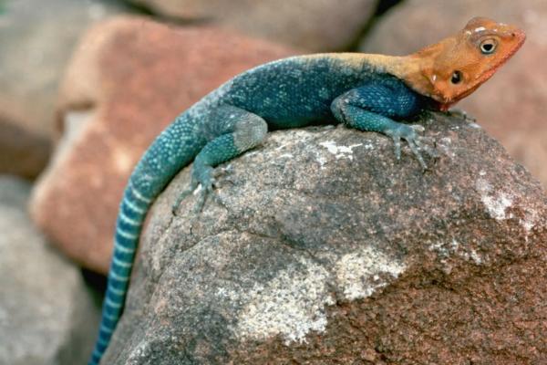 蜥蜴生活在什么地方,不同品种生活在不同的地方