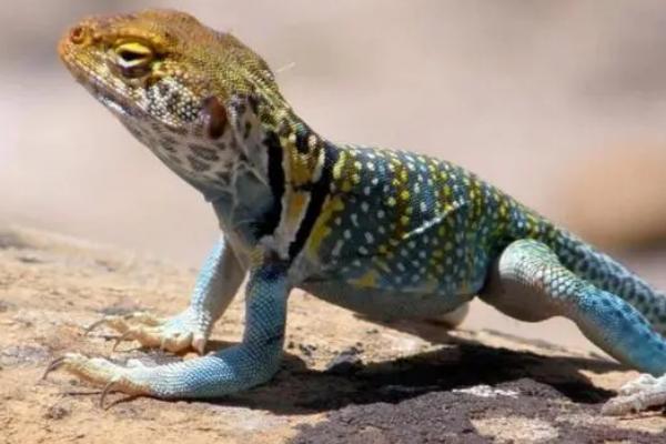 蜥蜴生活在什么地方,不同品种生活在不同的地方